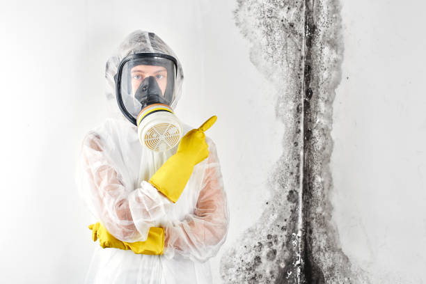 Best Industrial Mold Remediation in Worth, IL